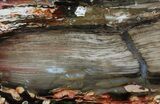 Section of Fossilized Peanut Wood - Australia #65361-3